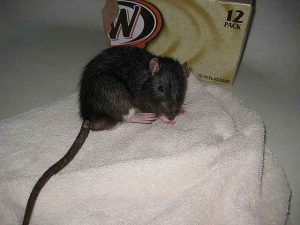 Hoe muizen en ratten te verwijderen of weg te doen