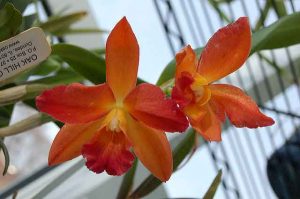 In orchideeën worden muggen gewonden
