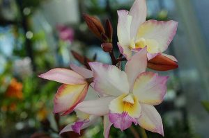 Orchideemugbestrijdingsmaatregelen