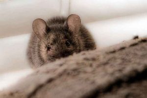 Hoe zich te ontdoen van muizen in een privéhuis of appartement