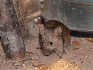 Een manier om met muizen in huis en op het platteland om te gaan