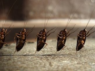 De beste remedies voor kakkerlakken in het appartement