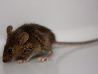 hoe je een muis in een huis kunt vangen zonder muizenval
