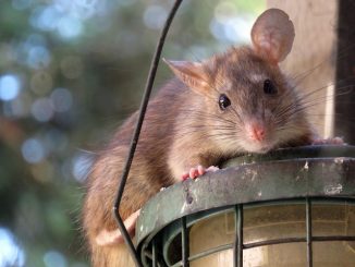 acheter un répulsif pour rats et souris qui est mieux