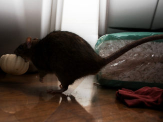 how to catch a rat in a homemade way