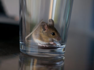 kako uhvatiti miša u boci