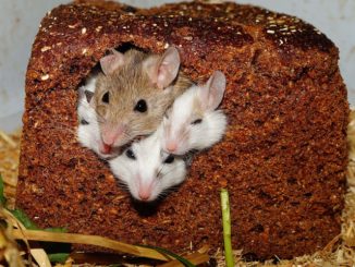 otrov za miševe kod kuće