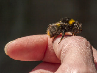 wat helpt bij een bijensteek
