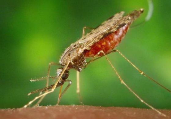 Mug - het gevaarlijkste insect ter wereld