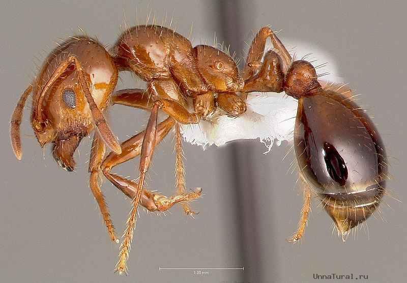 Worker Solenopsis invicta - Red Fire Ant