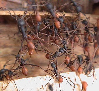 En weer de mieren!