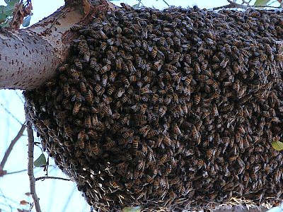 Afrikaanse honingbij