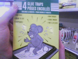 glue trap for mice