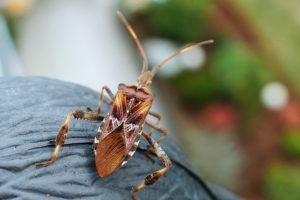 hoe om te gaan met insectenbeten
