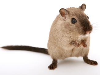 Zemaljski štakori u zemlji kako se riješiti
