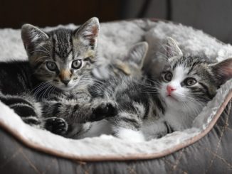 Oormijten in kittens