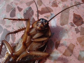 Verhoudingen van boorzuur en dooier uit kakkerlakken
