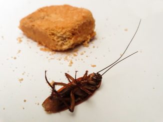 Kakkerlak kakkerlak beoordelingen