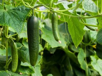 Folkremedies voor spintmijten op komkommers