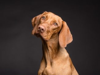 Kako se liječe uši grinja kod pasa?