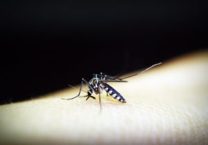 Jak zamaskovat kousnutí komára