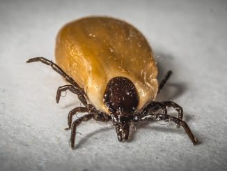 How to distinguish an encephalitis tick from a normal one